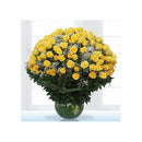 200 Optimum Yellow Rose