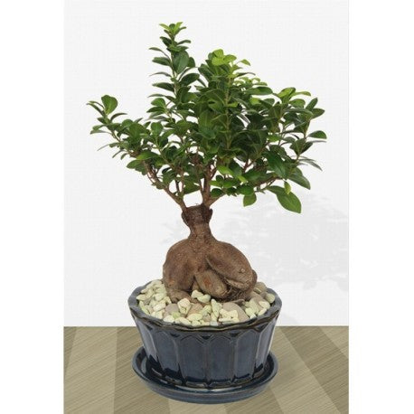 Bonsai Plant