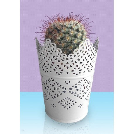 Cactus-Plant