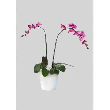 Double Phalaenopsis Plant Lavender