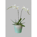 Double Phalaenopsis Plant White