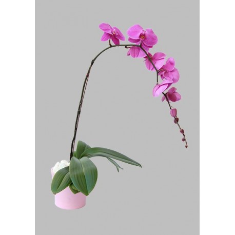 Lavender Phalaenopsis Plant