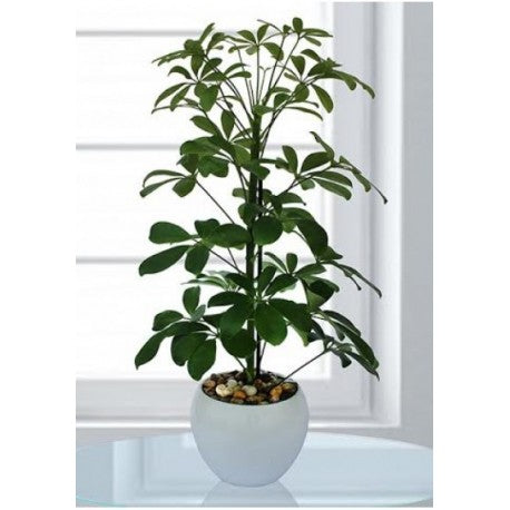 Schefflera Plant