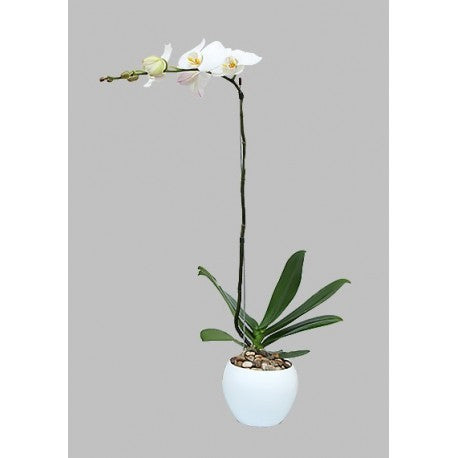 White Phalaenopsis Plant